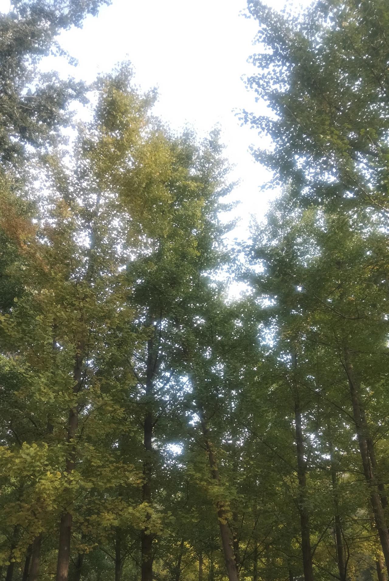 秋天甚佳，桂花香飘
空气将甜，我们将好