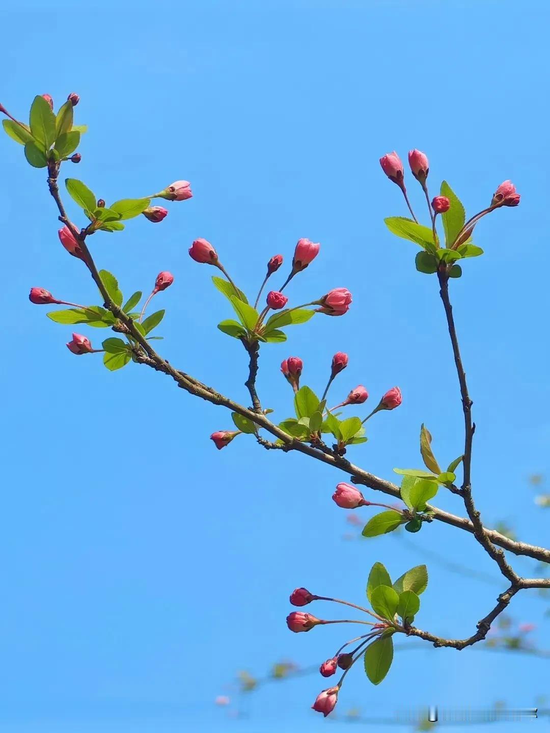 春日生活打卡季