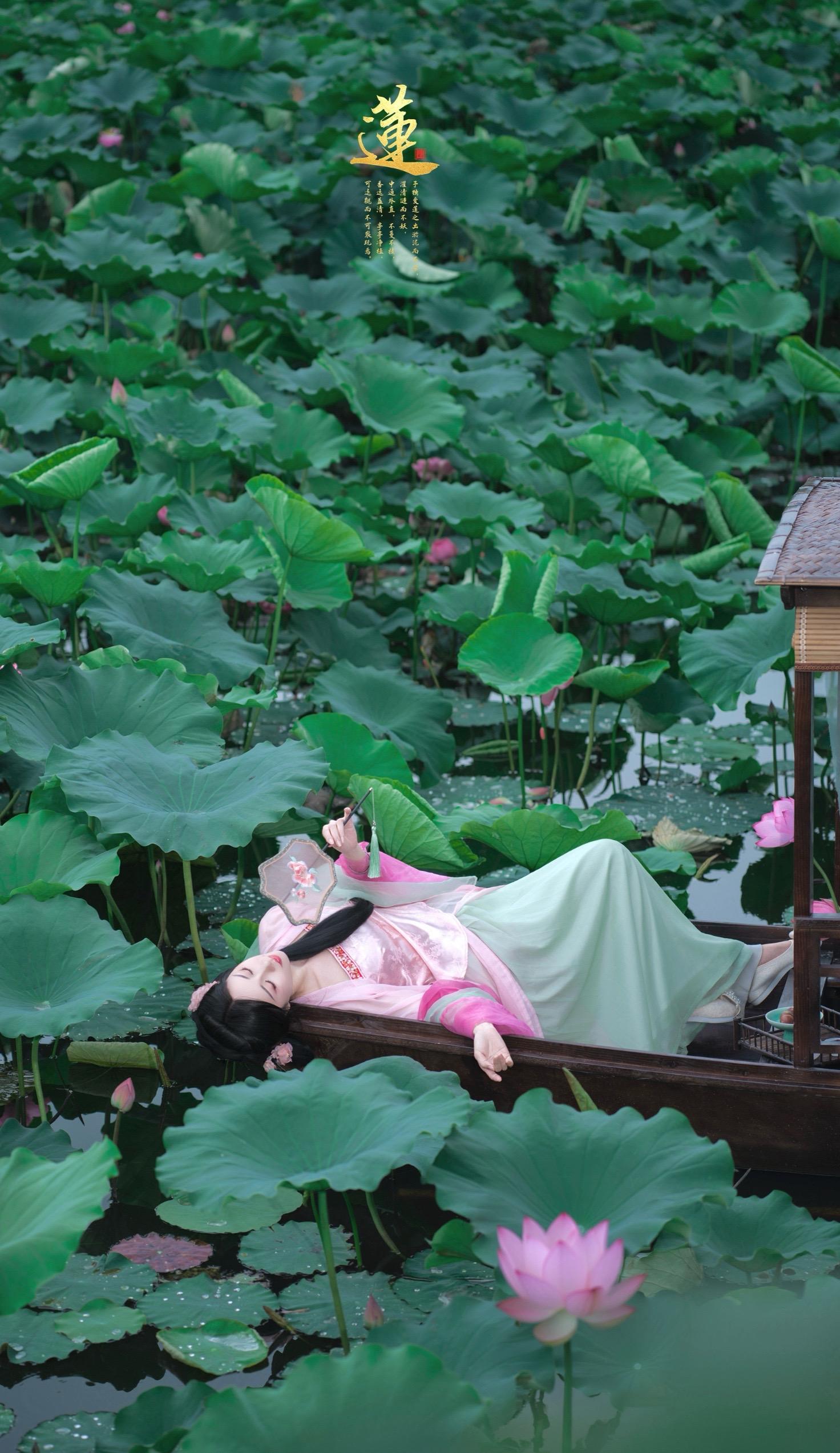 又是一年荷花季