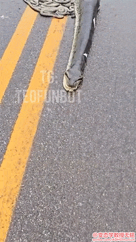马路上一只被车压了的水蚺，肚子里好多小蛇[衰] 