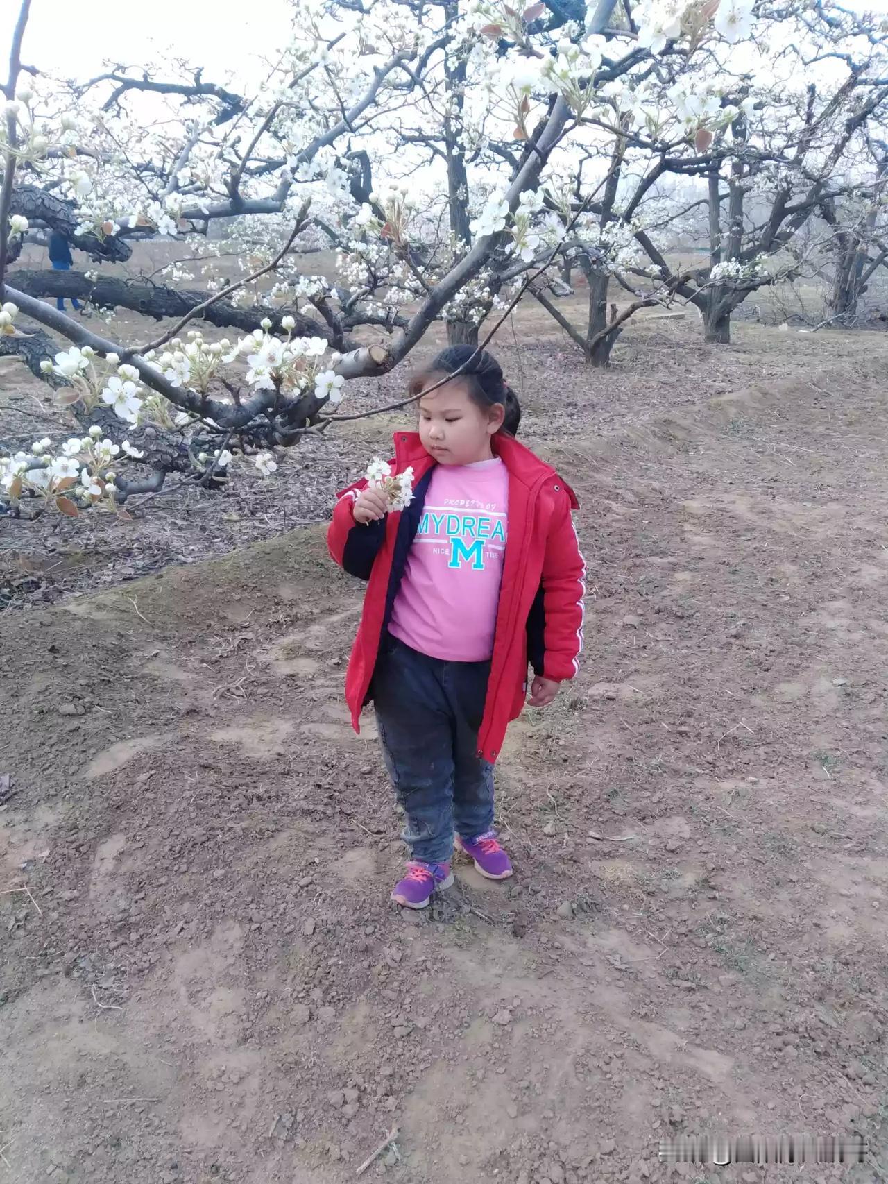 四月四号开梨花节  附近的过来玩  观赏万亩梨园  花海