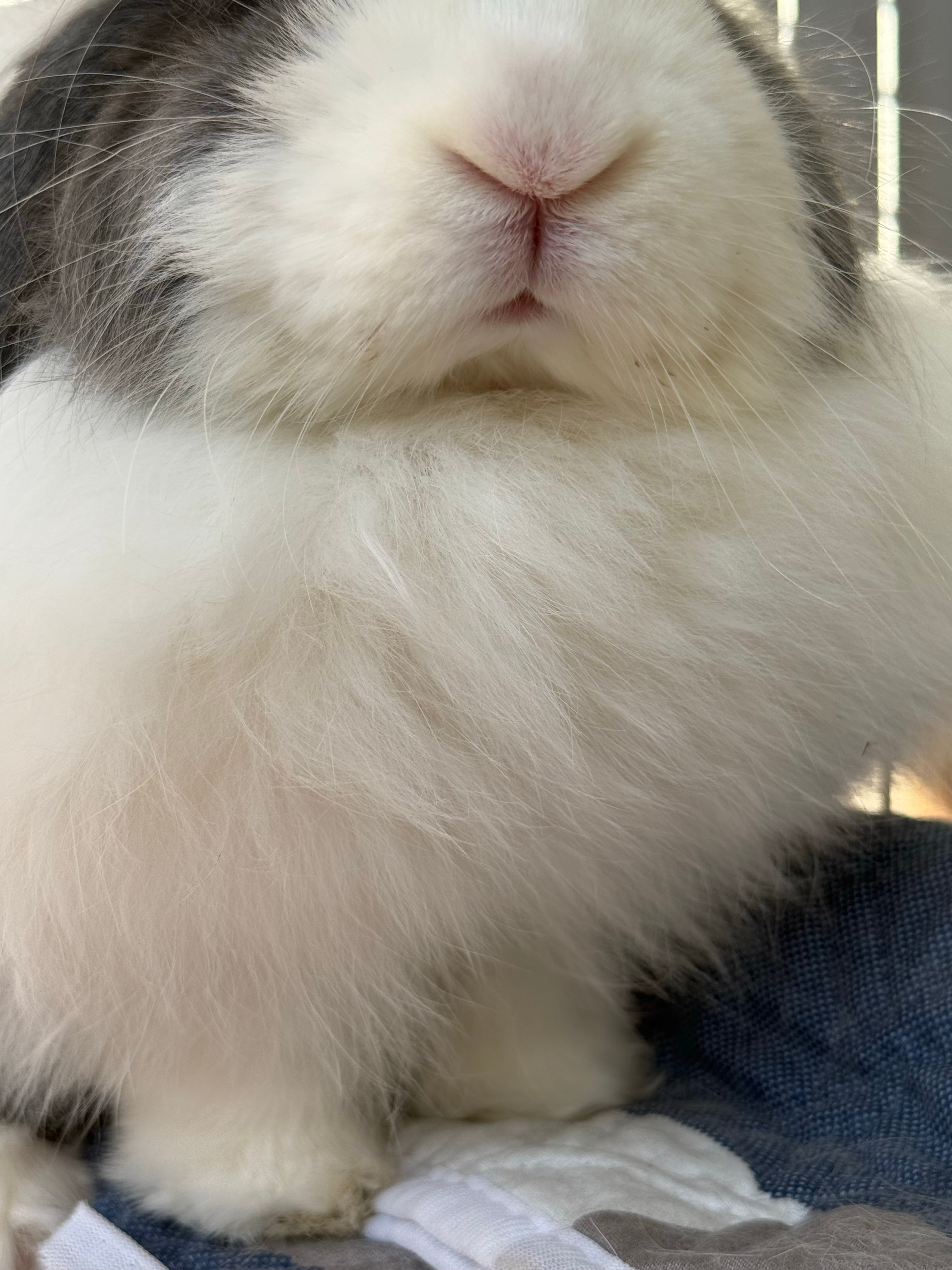 晚睡的人 你可以吸我的肥兔仔 