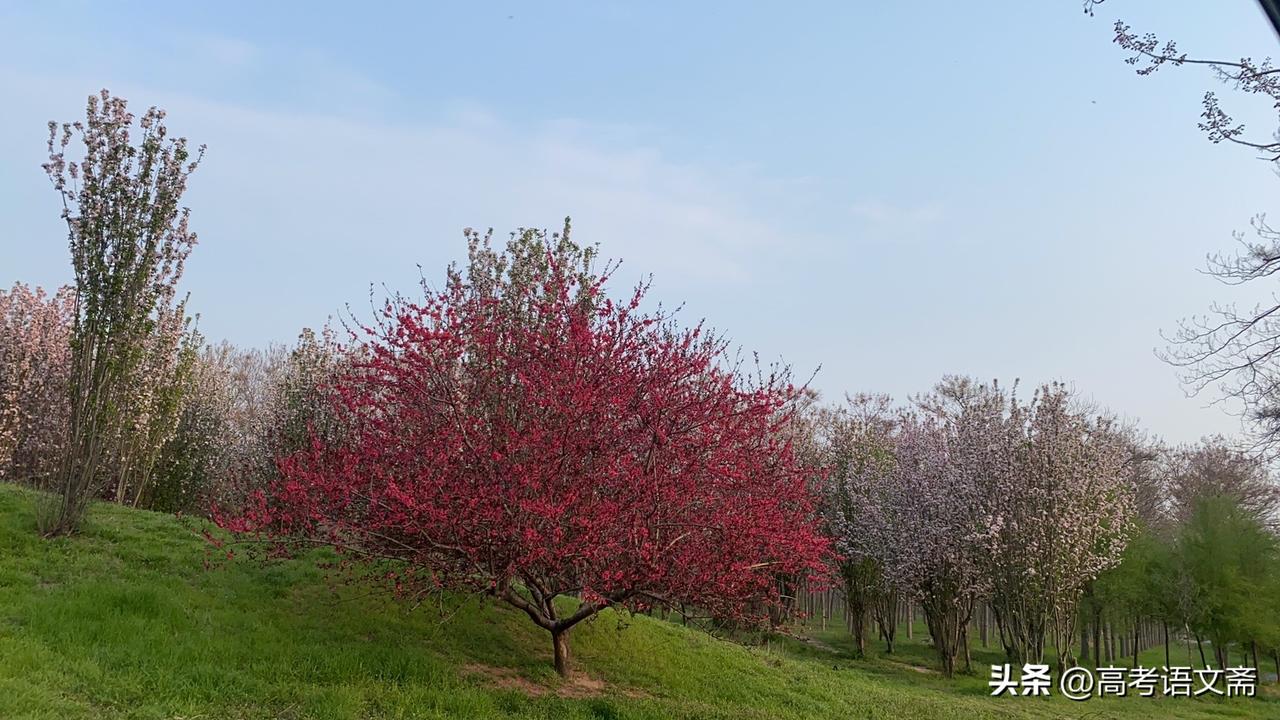 春日生活打卡季春日花海，粉黛相间，绿意盎然，美不胜收！🌸🌿