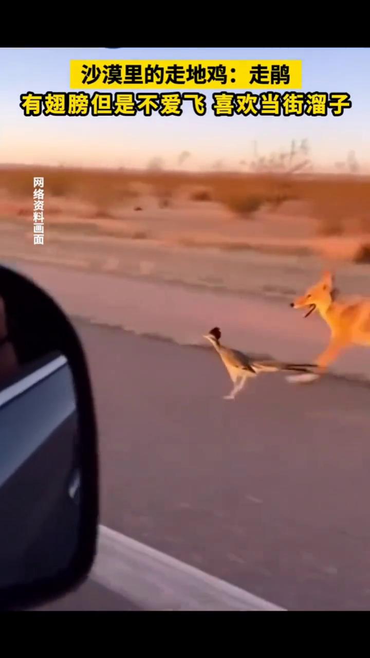 沙漠里的走地鸡：走鹃。
有翅膀但是不爱飞，喜欢当街溜子。走鹃体形纤细，双腿有力，