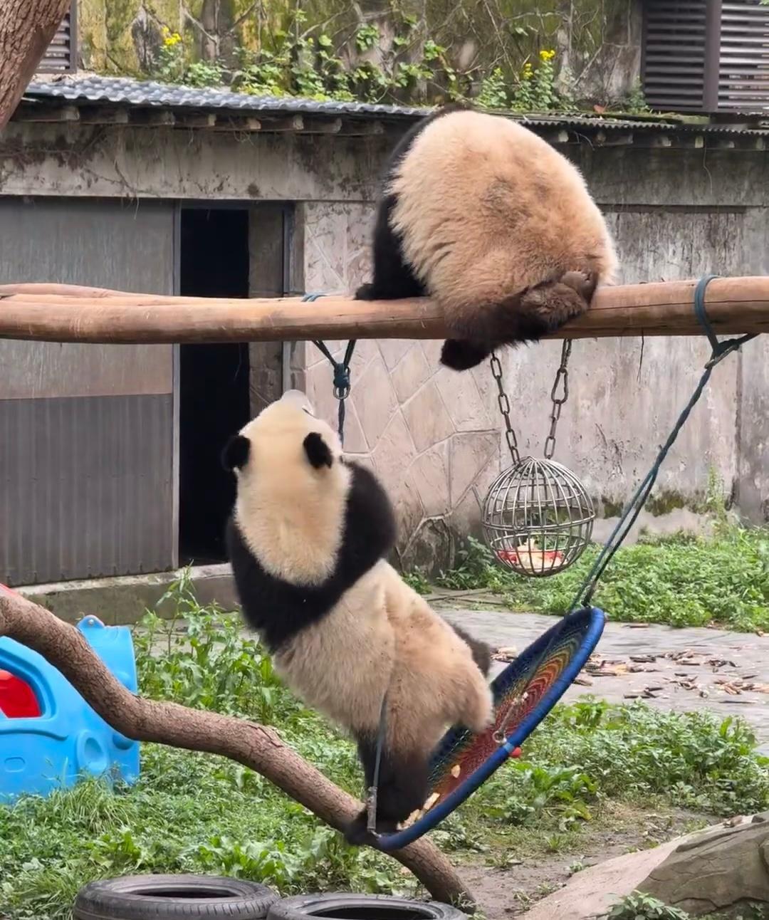每日一善🩷熊猫守护者 💓：如果下辈子我能变成一只熊猫，我一定会吃到天草的香味