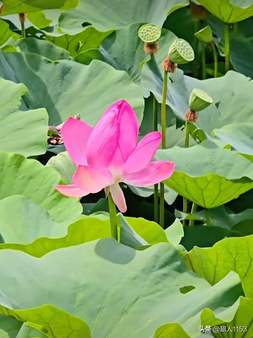 美的一天开始了！
今天阳光明媚，
早晨晨风习习。

走到了荷花池，
满池的荷花盛