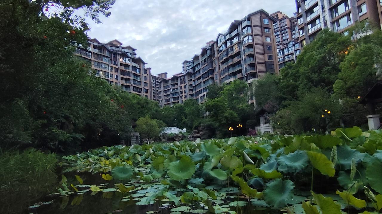 晒图笔记大赛夏日风景欣赏！满塘荷叶荷花，清新脱俗的风景！随手拍下的风景照