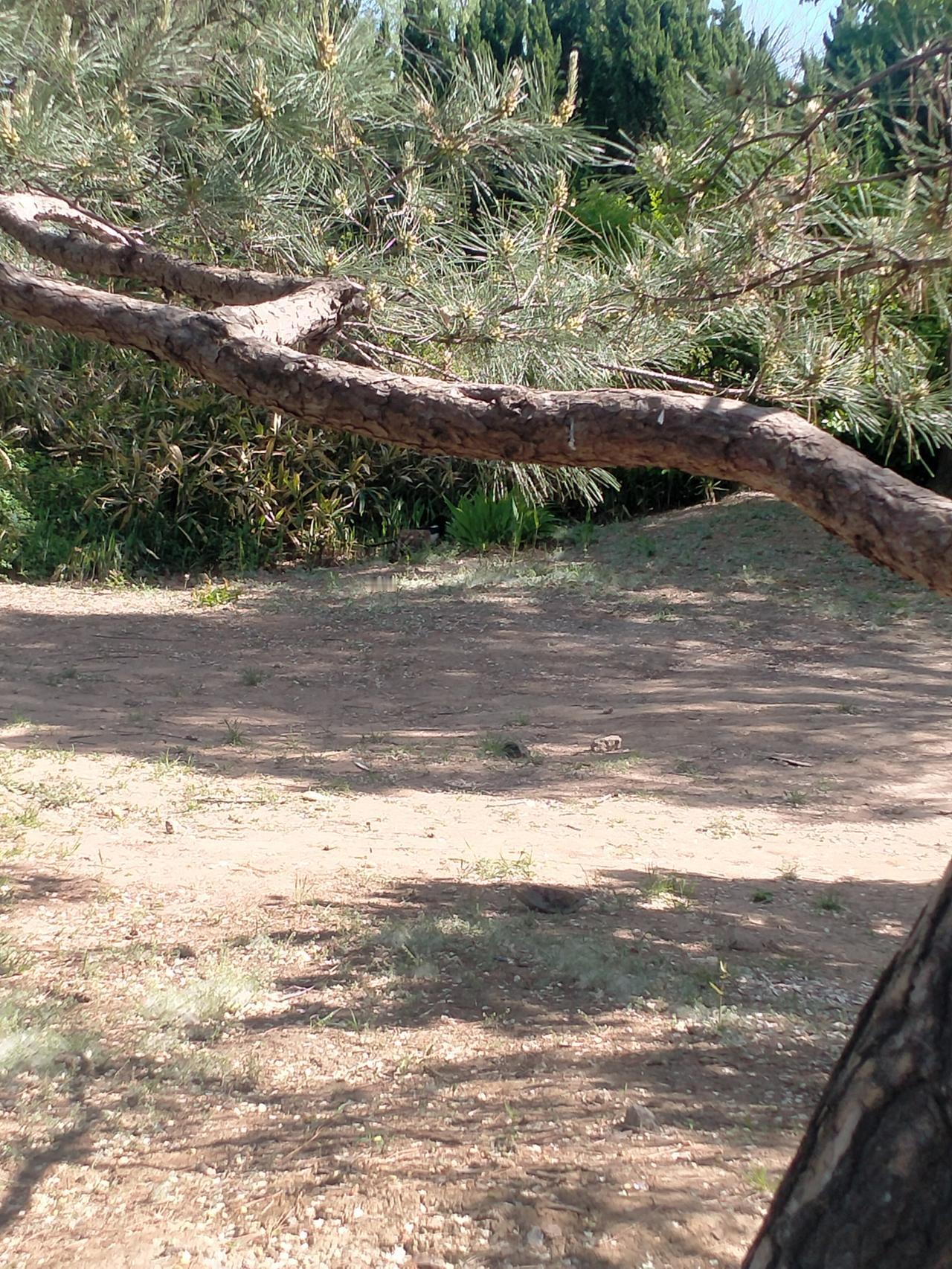 随手拍原创图片分享无意中拍的照片，拍个小鸟鸟飞走了。[大笑]