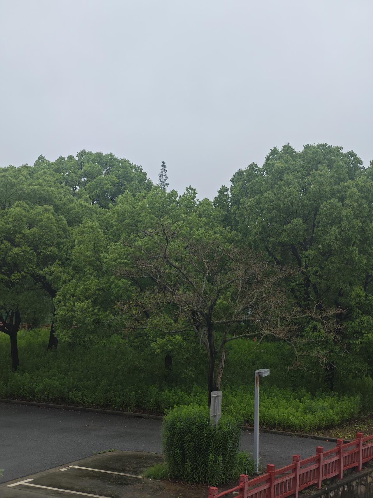 我就下车欣赏河面的景色。河岸边有个公司，里面绿植特别多，还有河岸边不少的停车位。