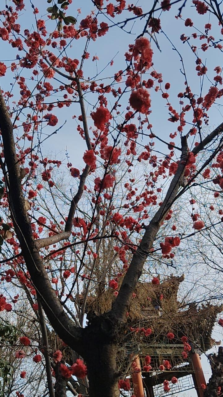 这是什么花？
第一次查，软件无法识别。
第二次，说是“桃”。我晕。
后来，说是欧