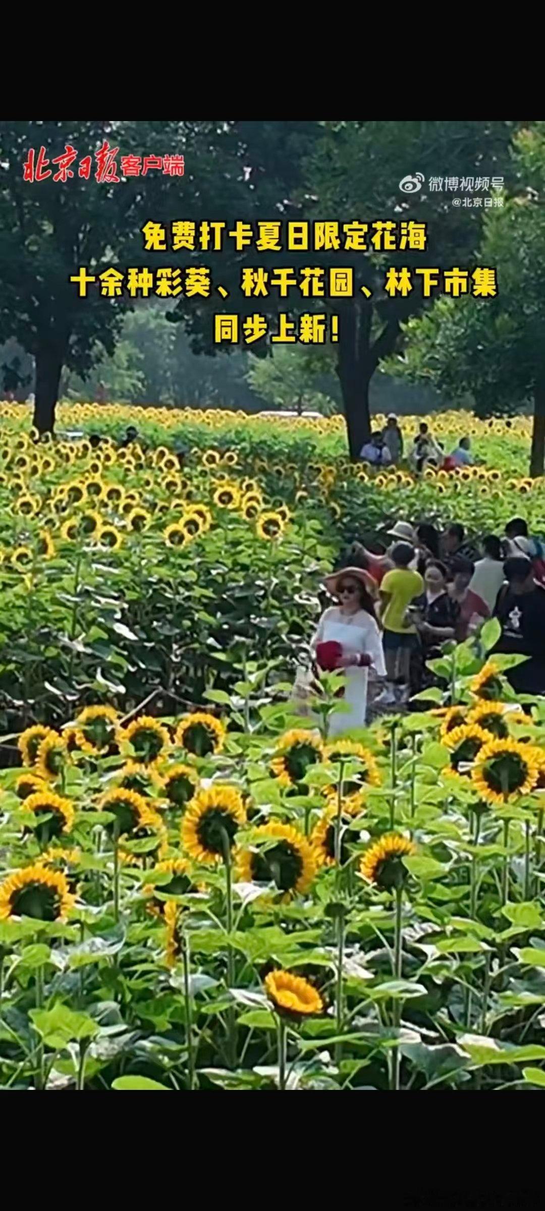 北京奥森公园向日葵花海美如仙境七月盛夏限定美景上线奥森，大片向日葵向阳而生，金灿