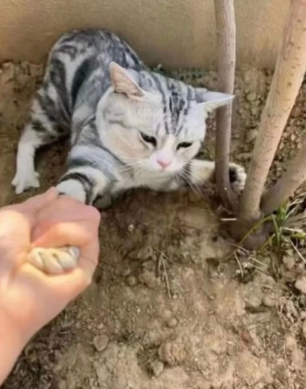“路边遇到一只小猫非要跟我回家！”王俊凯首张同名专辑wjk 思路来自图二🤲🏻