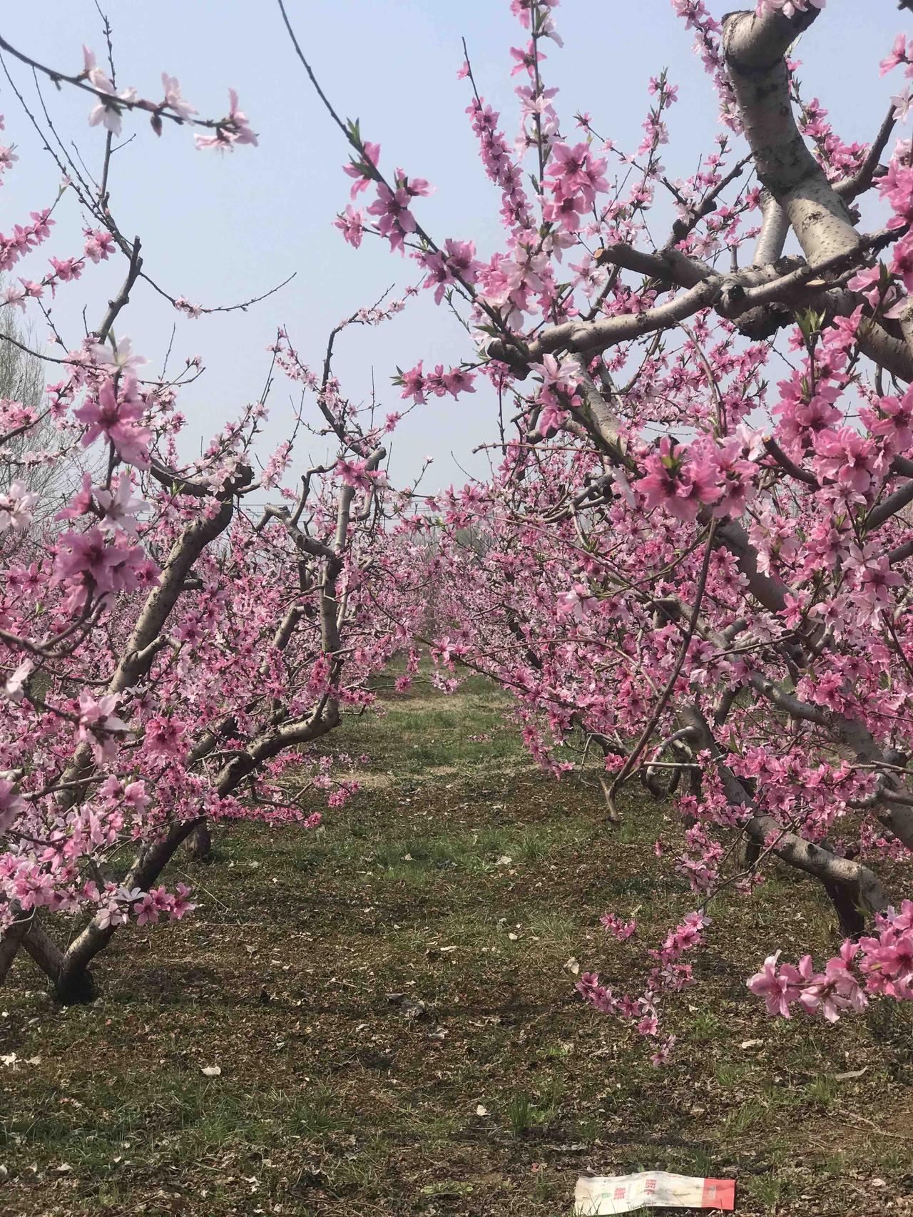 春天到了，咱这儿的花都热闹开了！小区里的桃花粉嘟嘟的，像小姑娘害羞的脸蛋，一团团