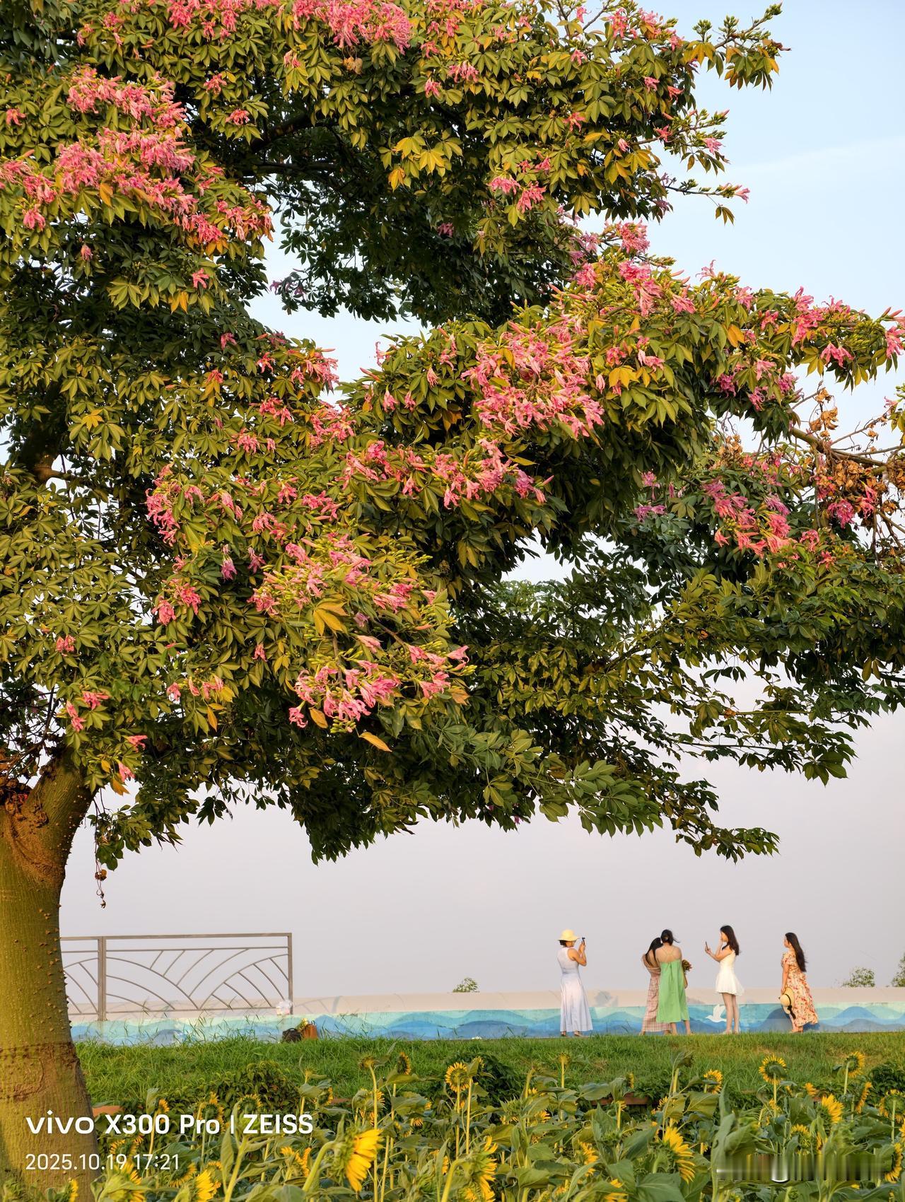 昨天收到VIVO X300 Pro，今天就急不可待地出去试拍。
这几张风景是原图