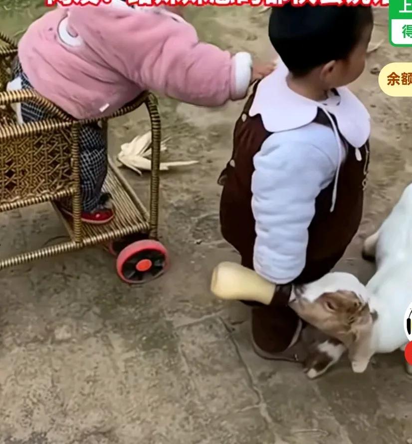 哥哥拿着奶瓶喂妹妹喝奶，结果被旁边小羊捡漏，妹妹急得使劲拍打哥哥，
甚至想跳出来