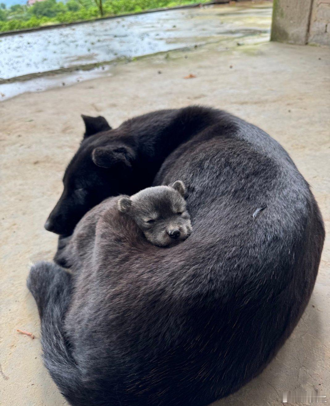 揭秘黑洞黑洞的本质是大黑狗，黑洞的中心是小黑狗！ 