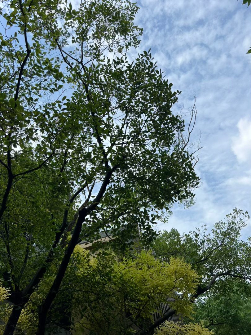 阳光穿过小树林，将树叶上的水珠照亮，晶莹透彻，亮闪闪的。阵阵微风吹拂，鸟鸣婉转，