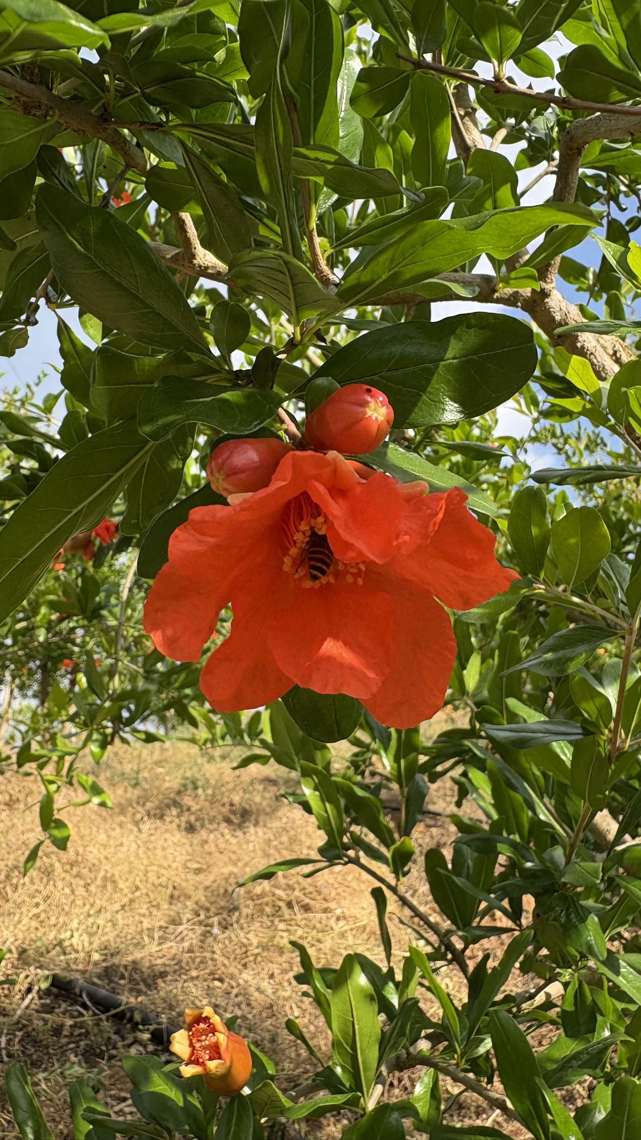 说道软籽石榴的稳果，其实4月空花多是正常，毕竟是初花期，这个阶段主要是温差大，要