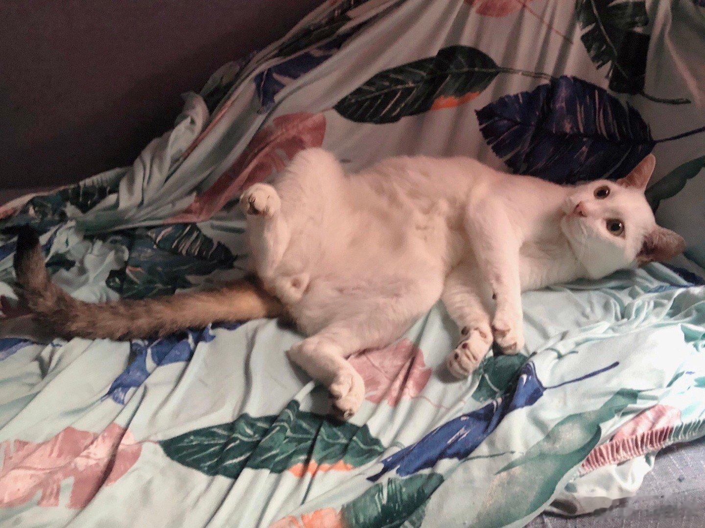 噢 小猫咪！#萌宠那些事[超话]# ​​​