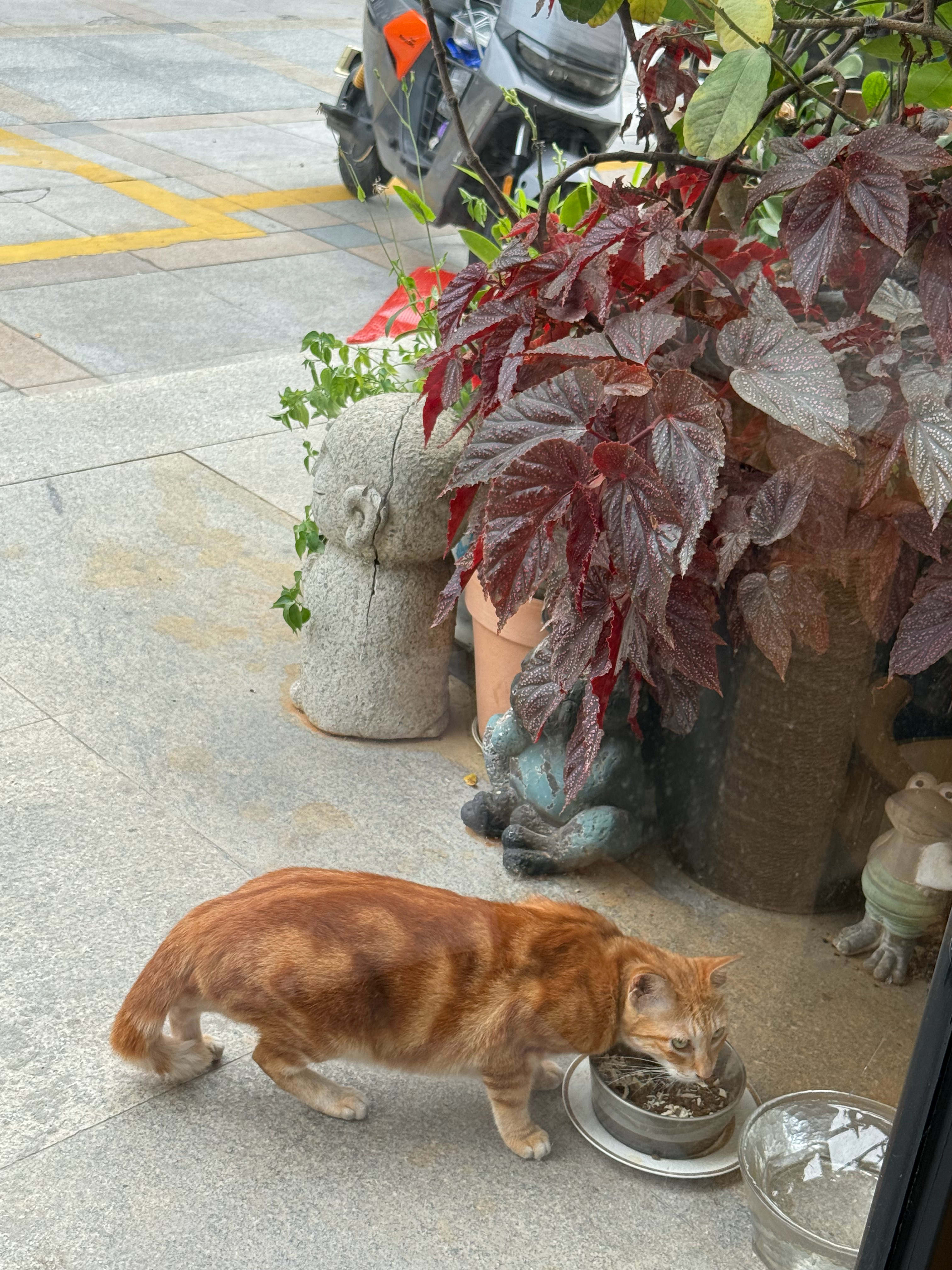 发现朋友圈没人晒旅游照了猫咪 朋友圈，我每天都发心爱的小猫，今天发的是卷卷。。。