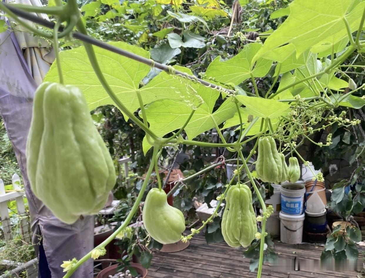 春天，我种了两棵佛手瓜，长得还不错。这东西有一个特性～春夏两季只长蔓不结瓜，等到