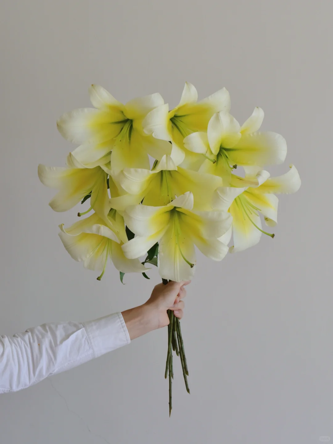 百合·不见不散