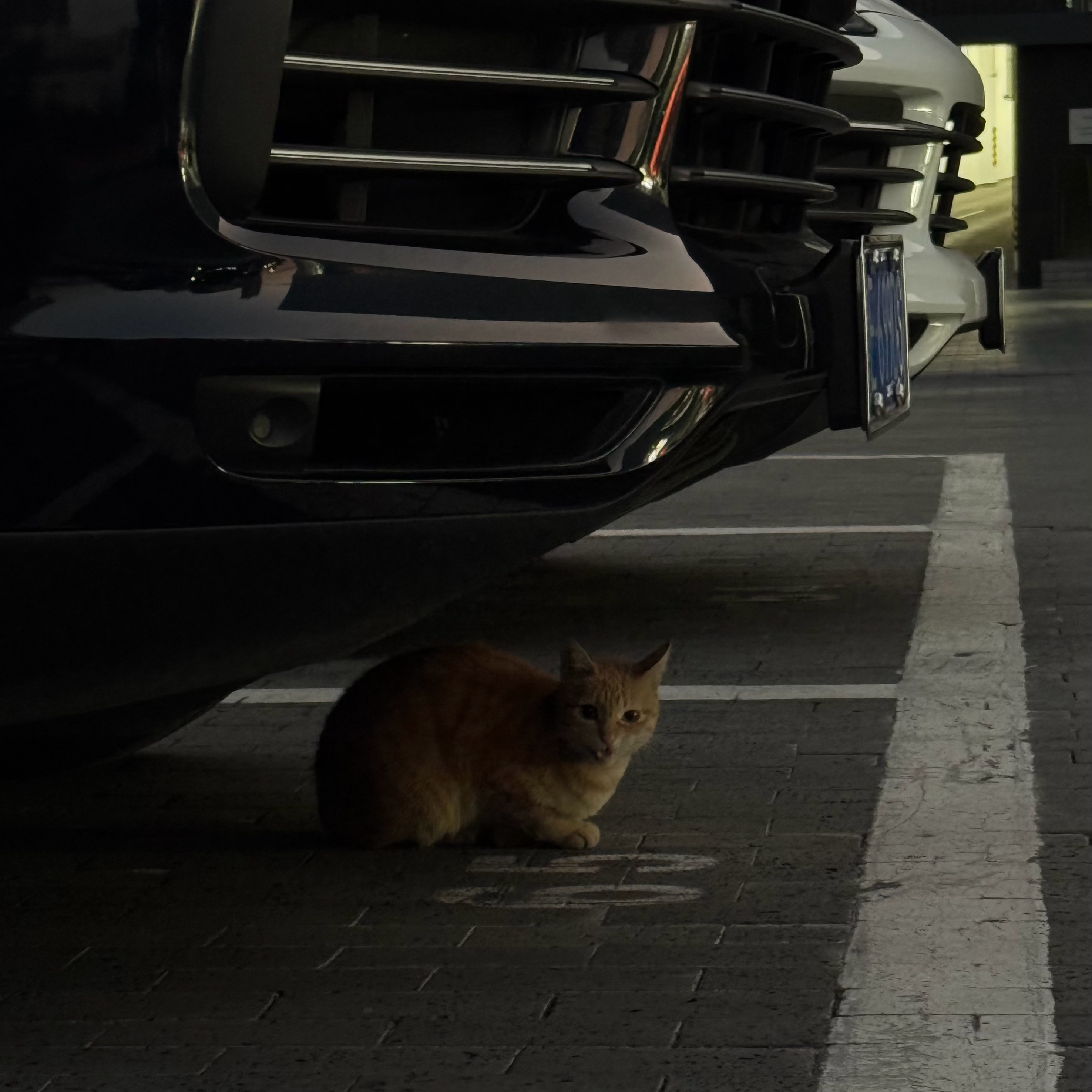 🤿 佛山·佛山南海保时捷中心