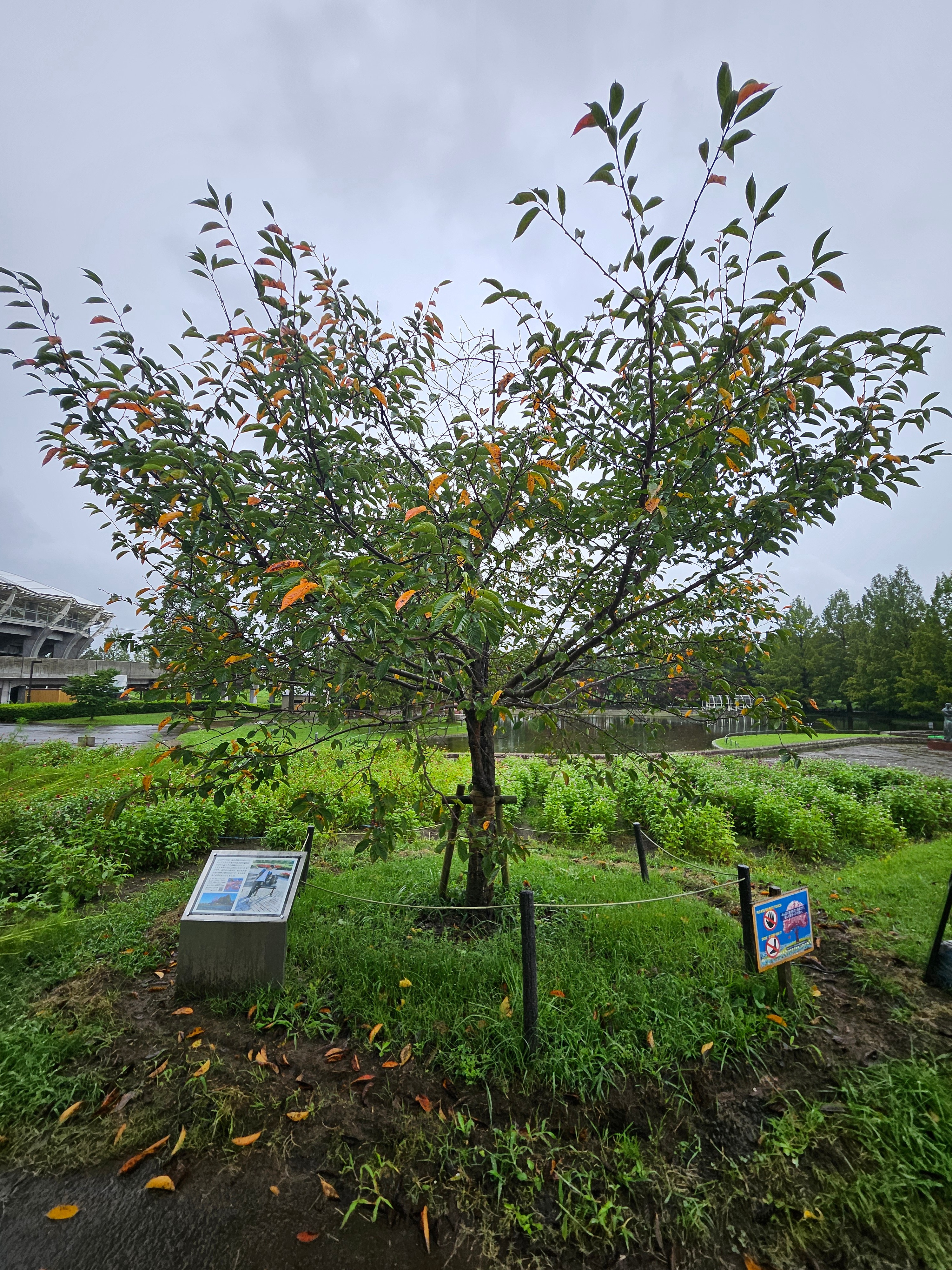来看结弦樱的时候有点吓到了可能这几天都在下雨☔感觉叶子掉了不少 黄黄的叶子也不少
