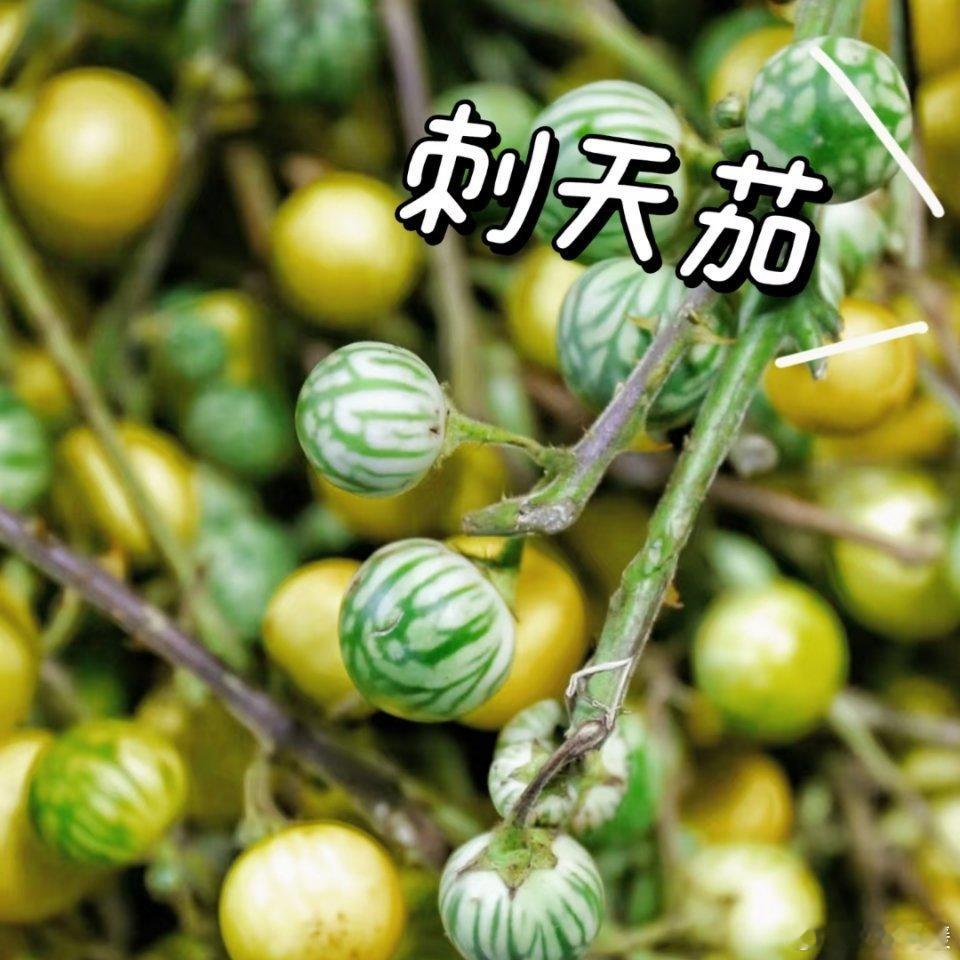 警惕刺天茄：美丽外表下的危险“陷阱” 刺天茄是一种需要我们格外警惕的植物。它浑身
