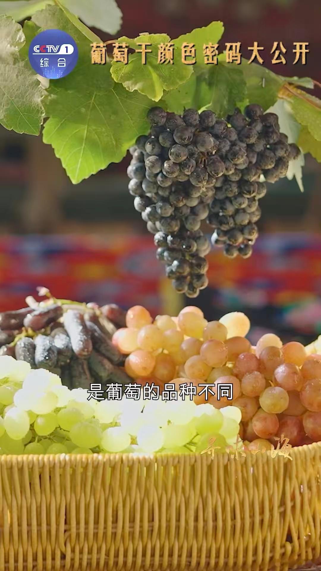 新疆买葡萄干也分色号 新疆吐鲁番的无核白葡萄太神奇了，不同日照下能晾晒出深褐、黄