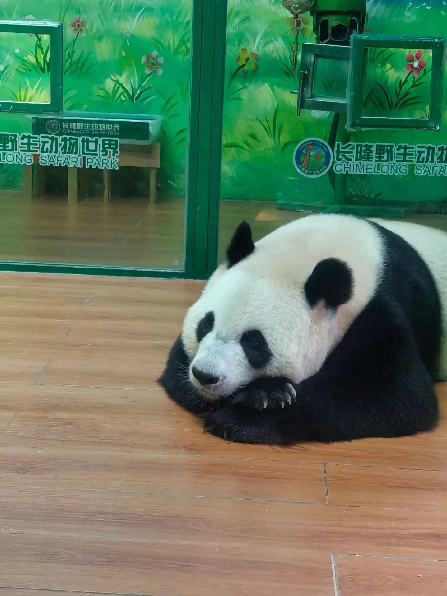 萌萌趴着不想起来像极了我不想起床的模样😂