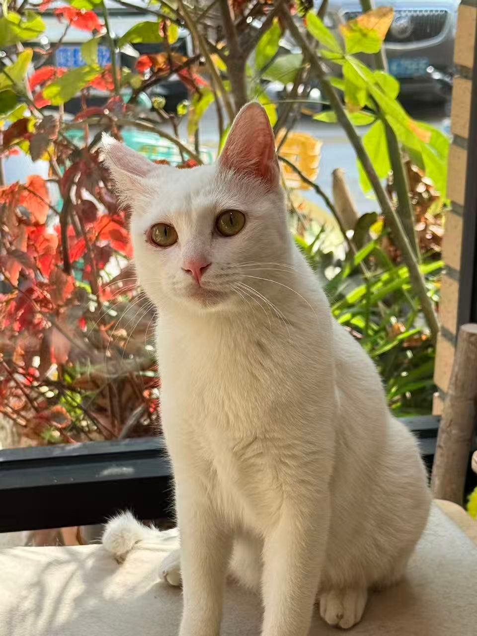 桃子好美呀。。。猫
