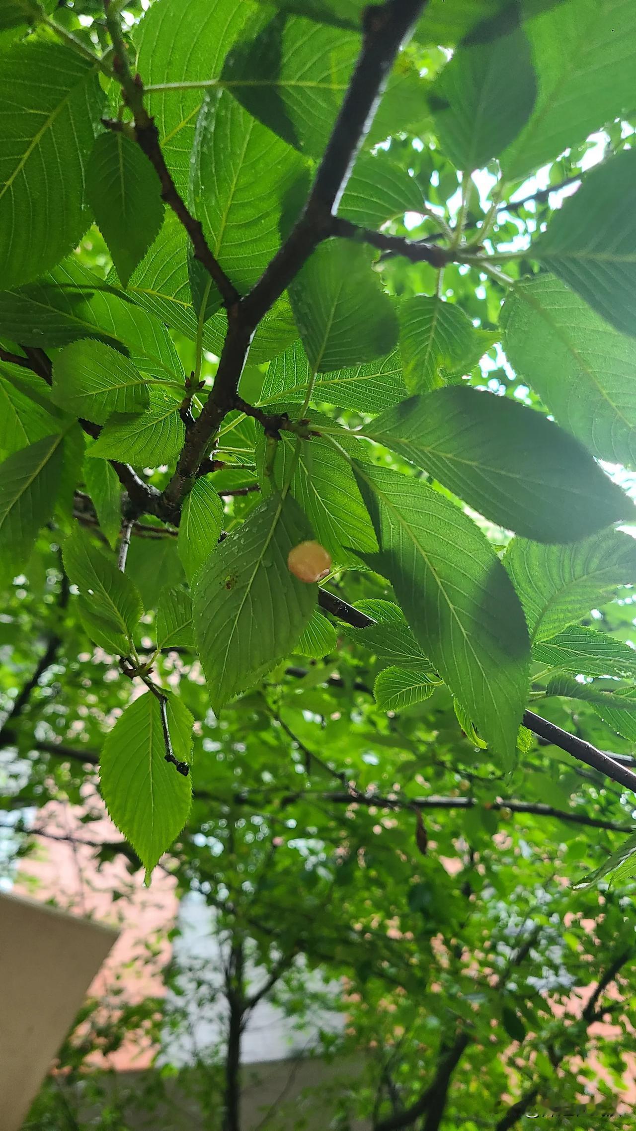 第一次见樱花树的果实，原来长这样，有点像小樱桃，就是不知道能不能吃。你们有注意过