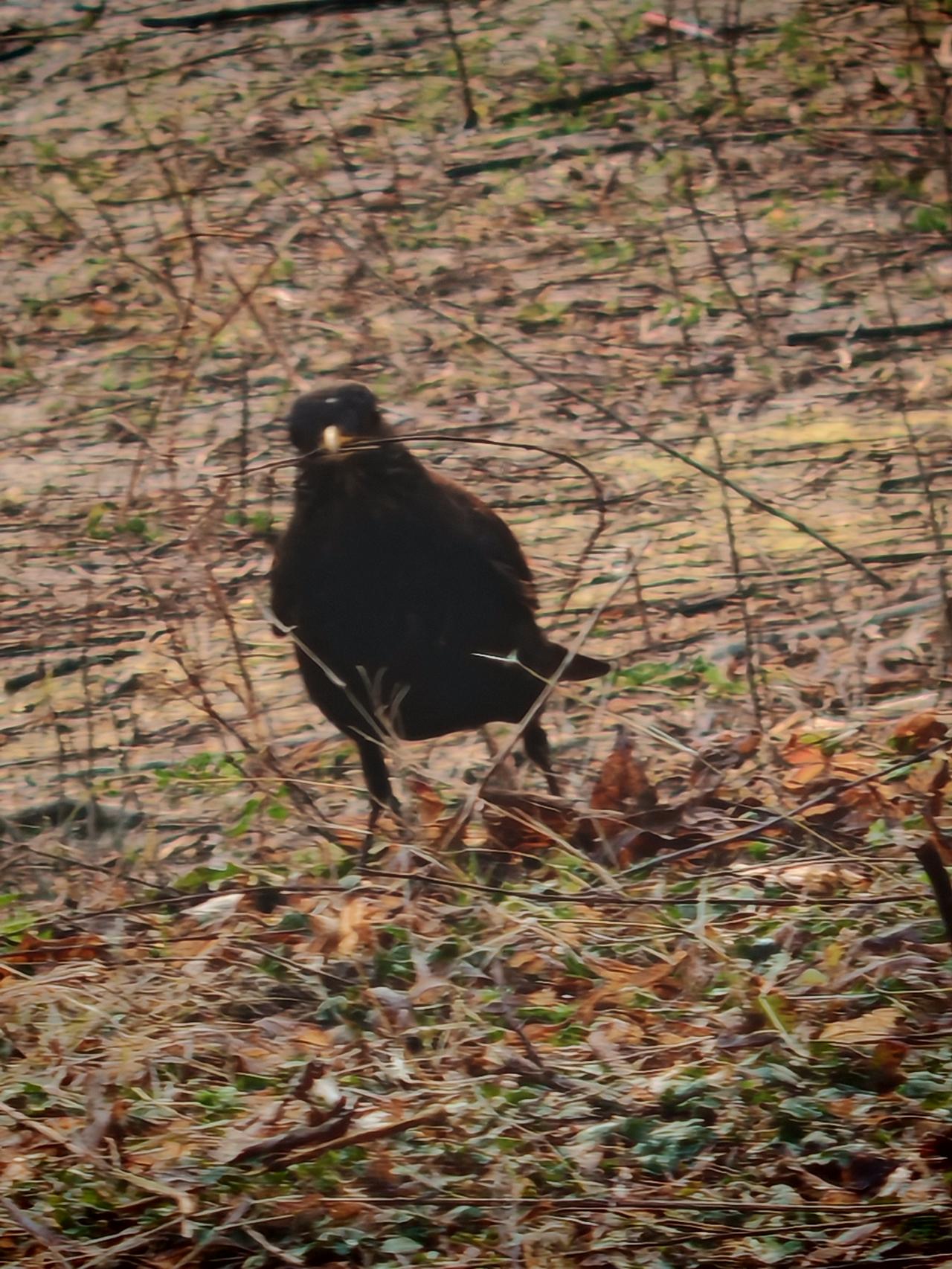 起早贪黑筑巢，这画面很容易让人想到那些为了生活、为了目标而不懈努力的群体。就像南