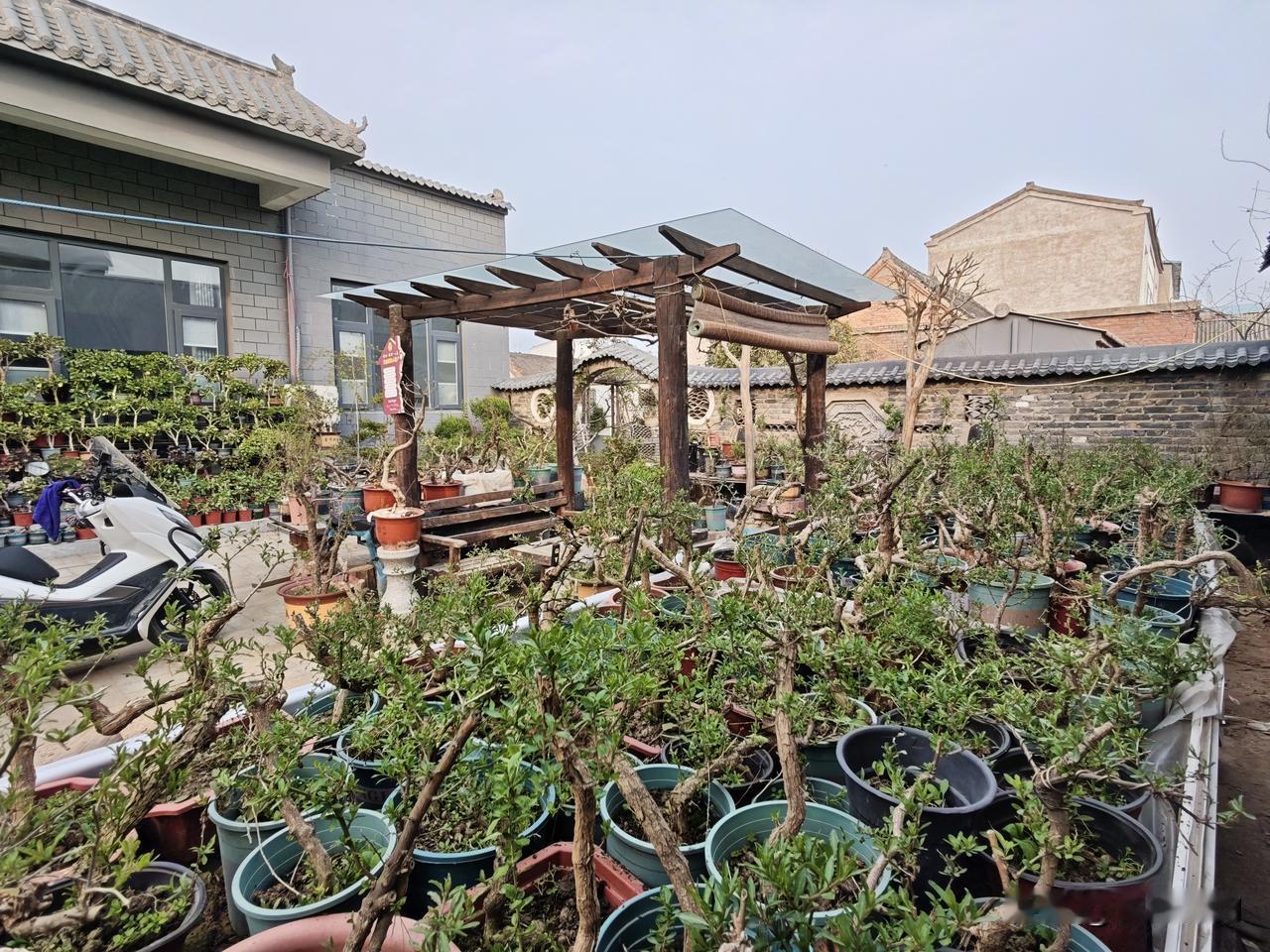 春天是充满生机的季节，经历了寒冬的凛冽，自己的农家小院也渐渐地苏醒了，各种的盆栽