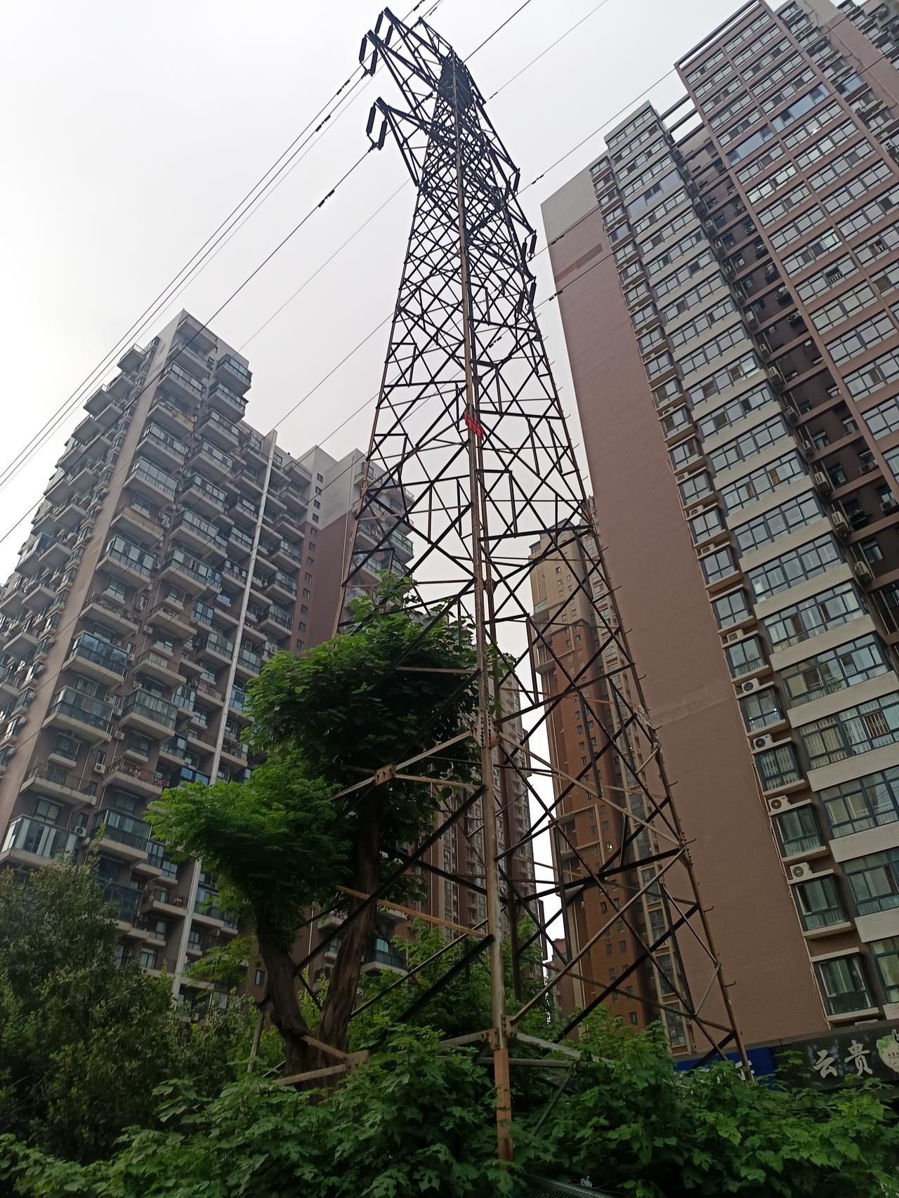 铁塔里的树，已经修剪完毕。我不经意间看到的，发在头条上，职能部门就开始行动了。夏