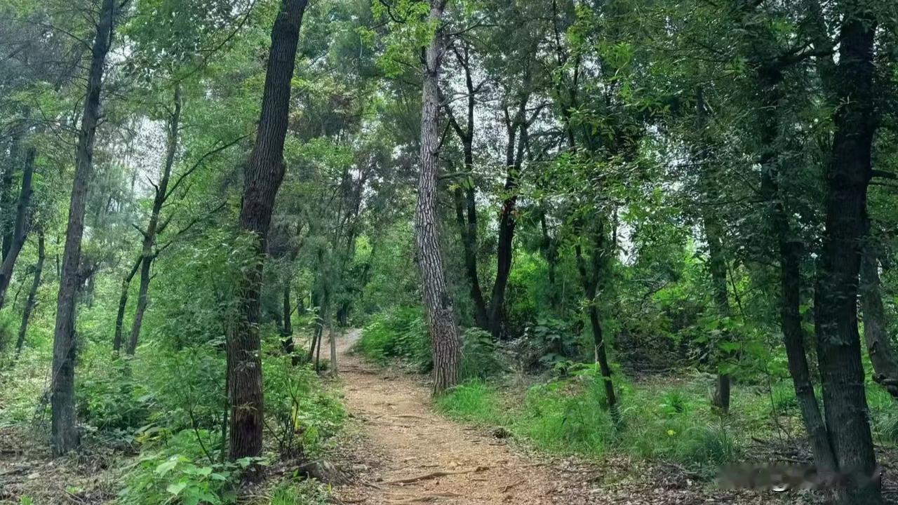 你对下联。
上联：翠竹扶风摇月影
下联：苍柏沐雨晃晨光
        （下联原