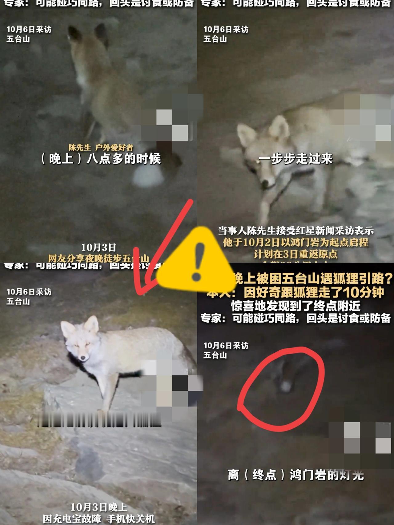 一觉睡醒
在五台山的游客都沉默了，
陈先生被困五台山，反被一只狐狸所救，10月2