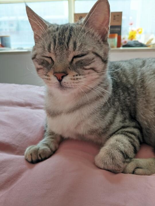 它瞌睡了
