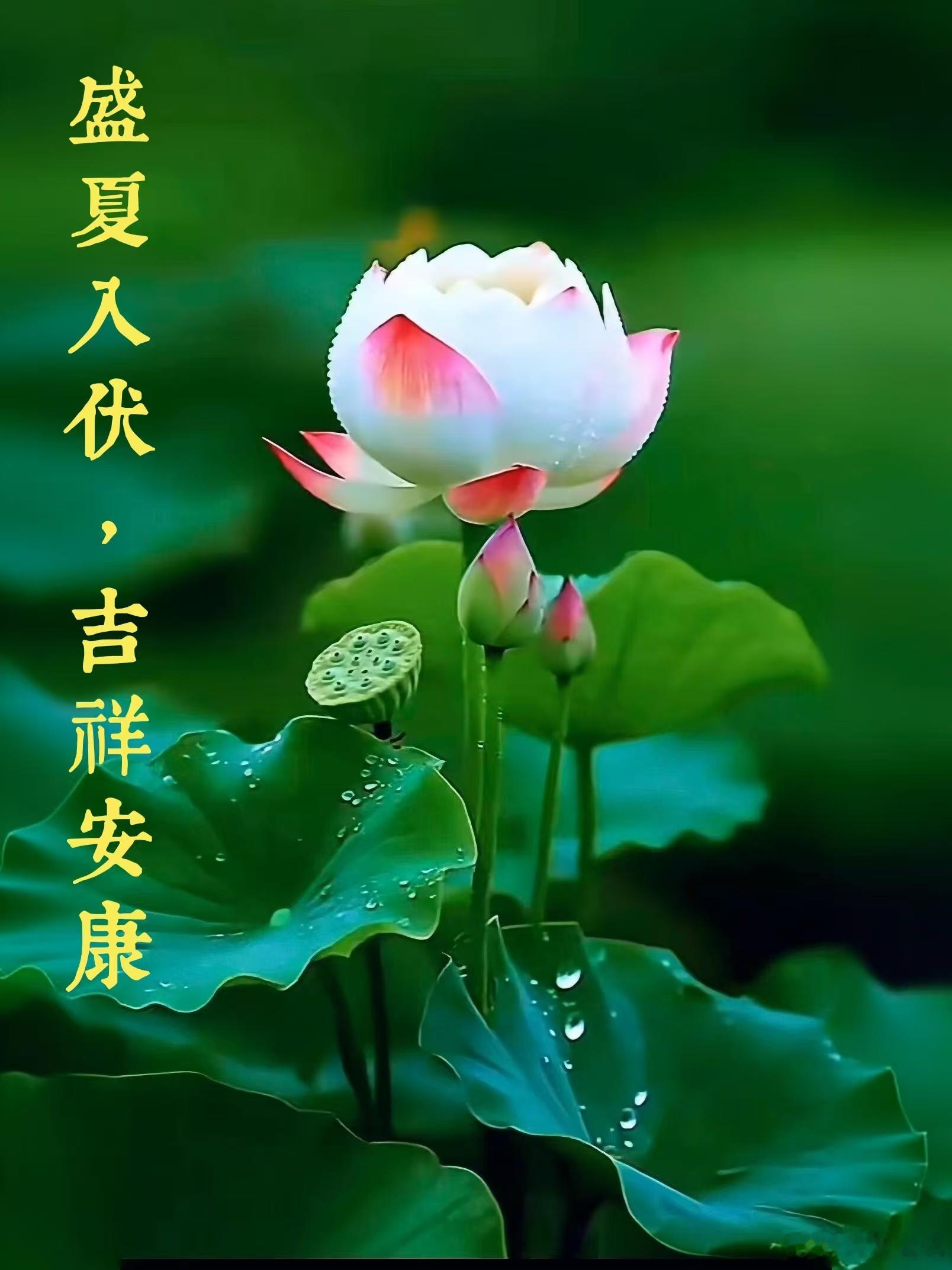 每天摸鱼打卡今日入伏，夏日安康
