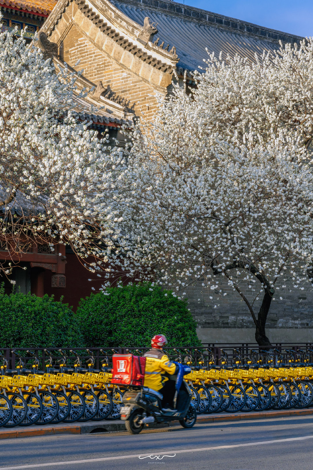 桃花盛放，如雪如云。📍北京雍和宫摄影​​​