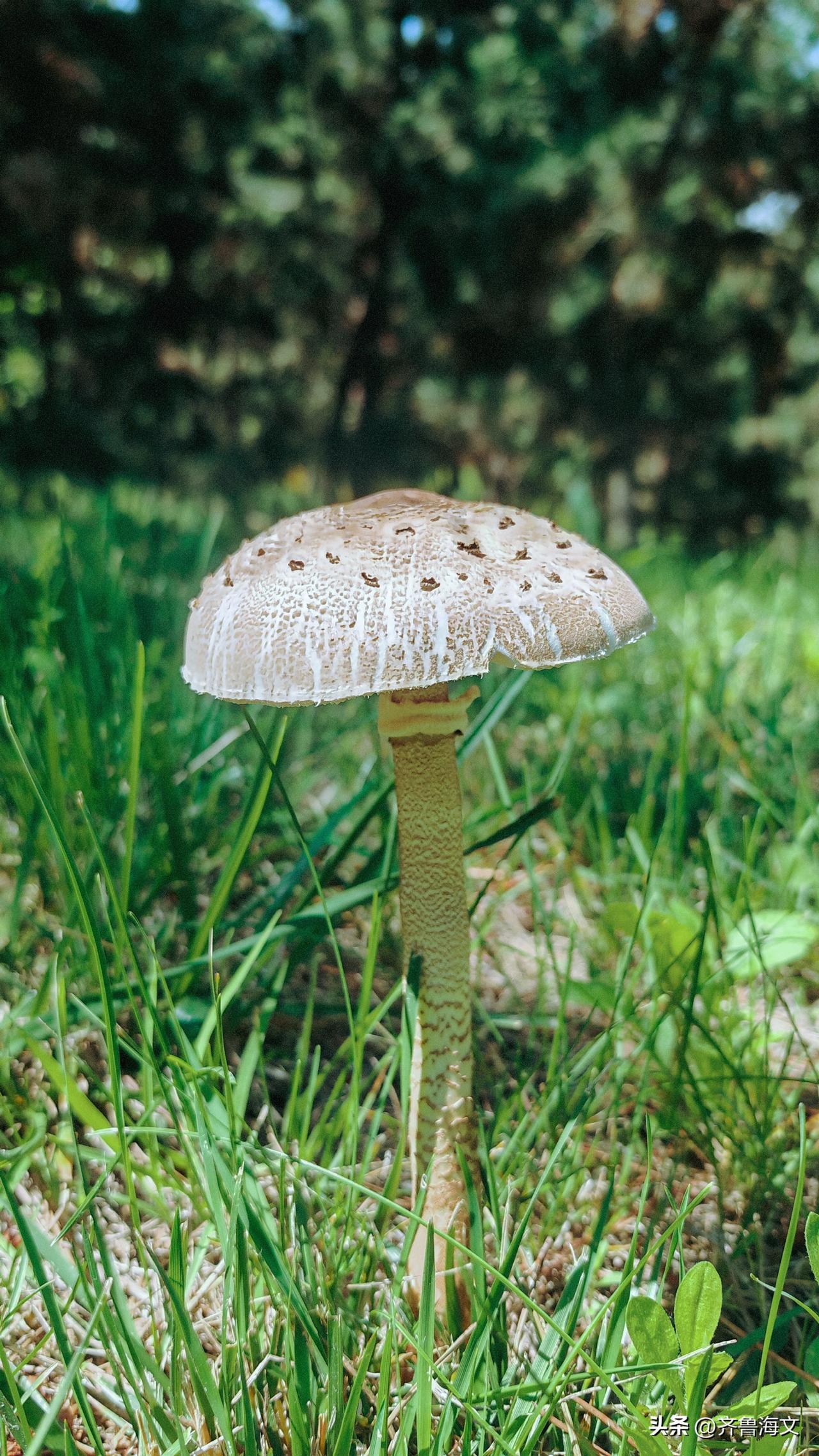 高大环柄菇（学名：Macrolepiota procera）。它因菌柄修长、外形