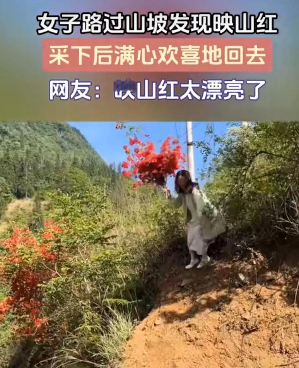 女子路过山坡发现映山红，采下后满心欢喜地回去！
真是匪夷所思，读小学的时候老师课