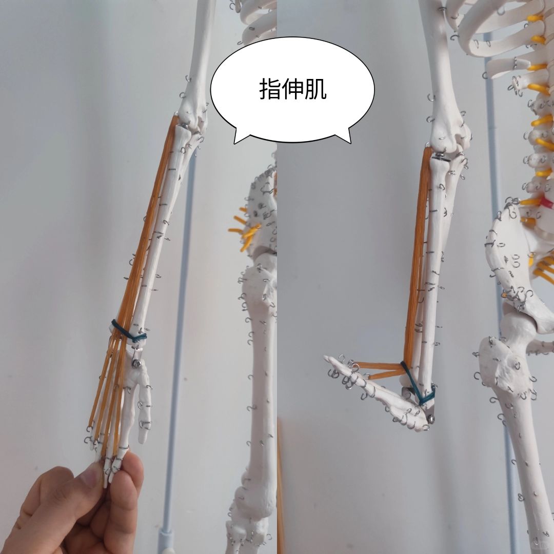 指伸肌