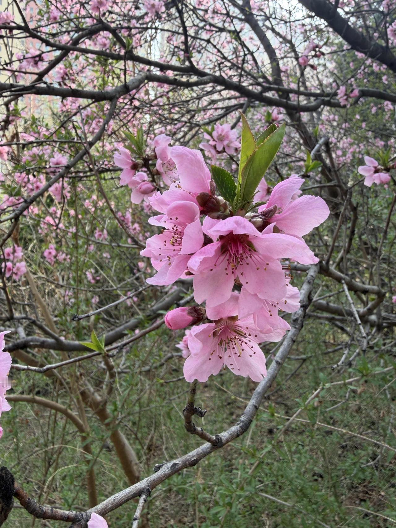 上句：雪落千山静，
下句：春来万户香。
下句：风停百鸟啼。