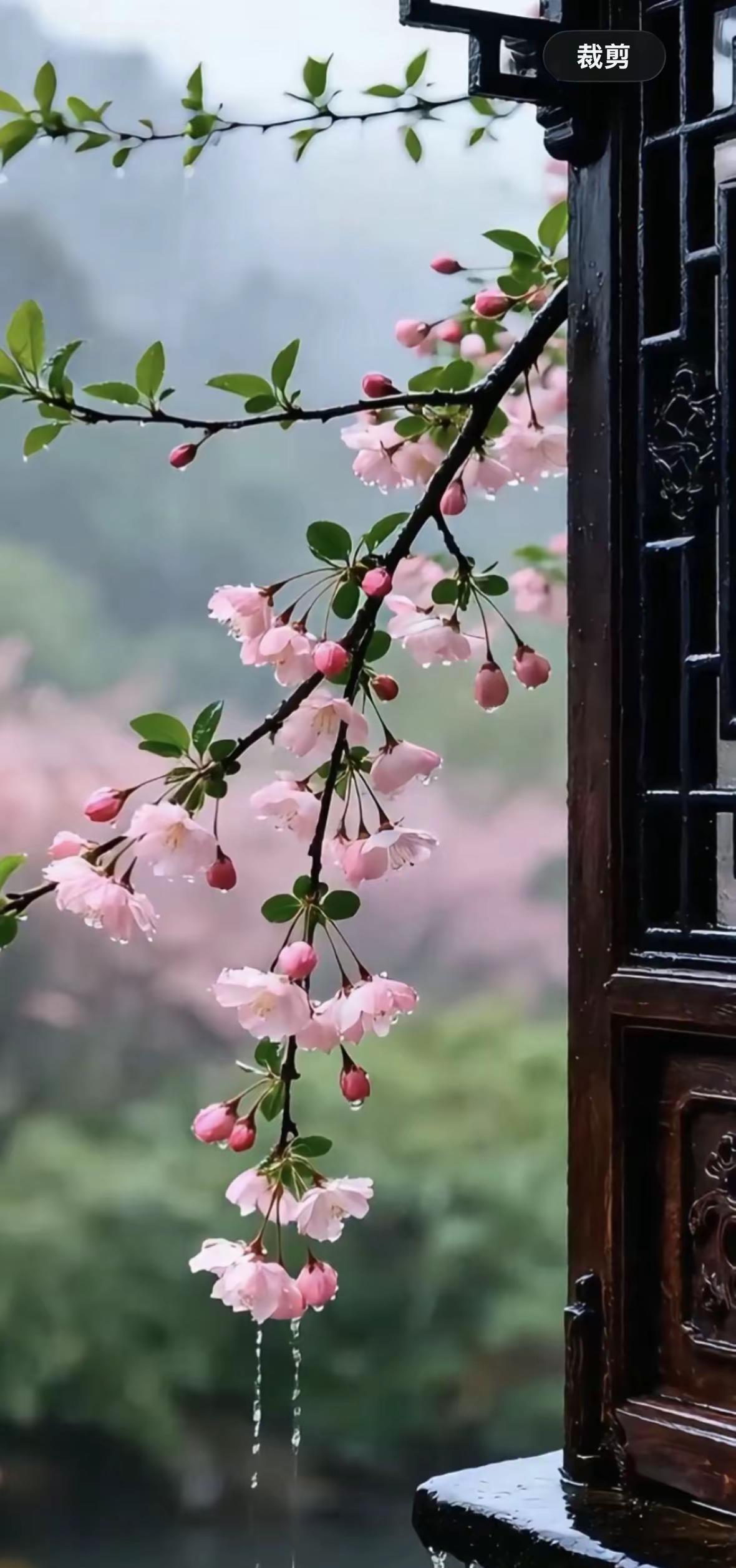 今天是中雷雨，还下过一阵急雨春雨，润了枝头，软了风把整个城市揉成了温柔的朦胧🌫