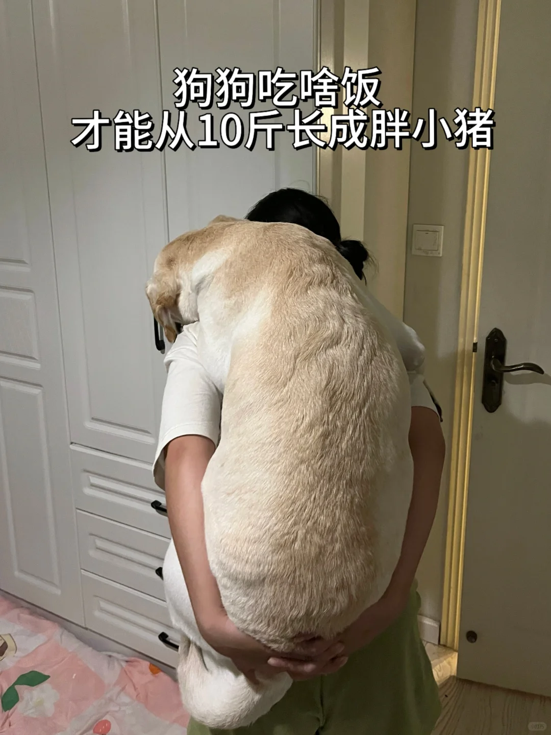 狗狗吃啥饭 才能从10斤长成胖小猪？