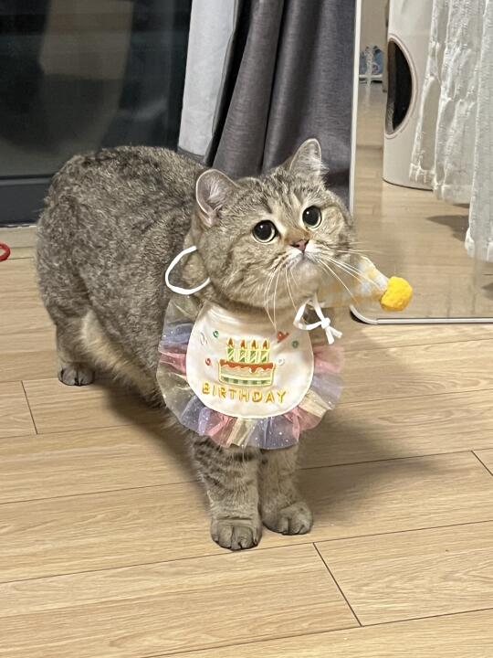 帽子戴歪歪，生日快乐🎂