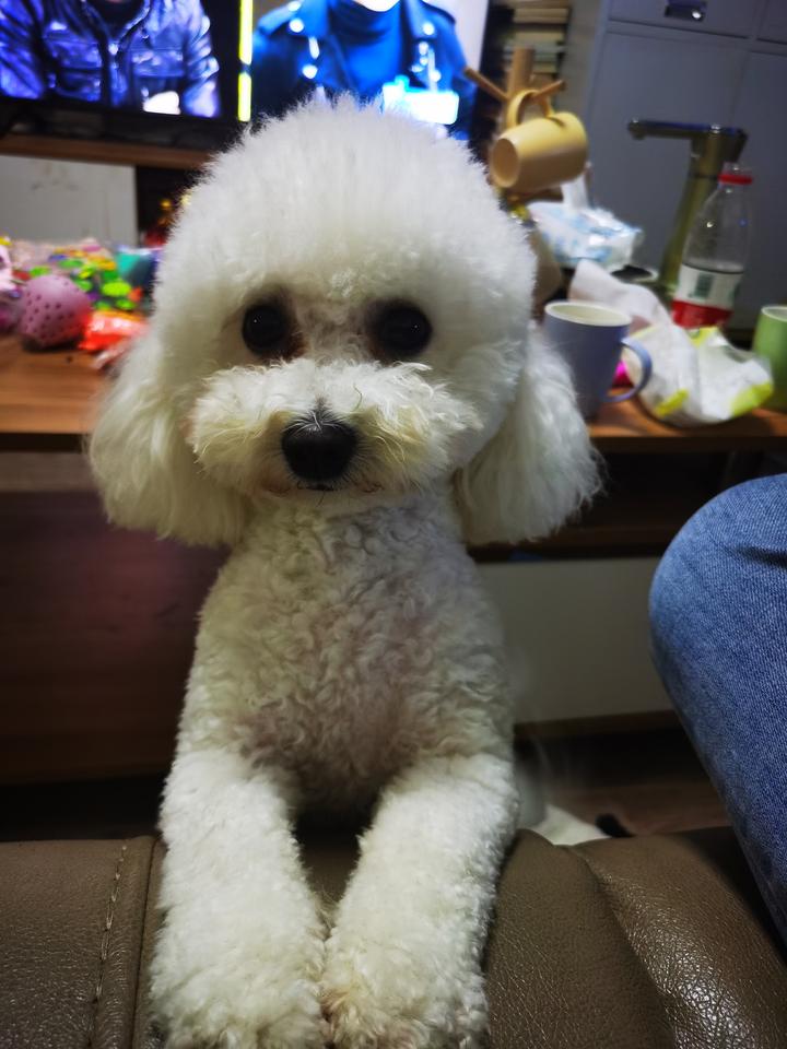 毒死小区的狗，你说这种做法坏吗？肯定是坏的，不但坏，而且还违法犯罪，这种行为是必