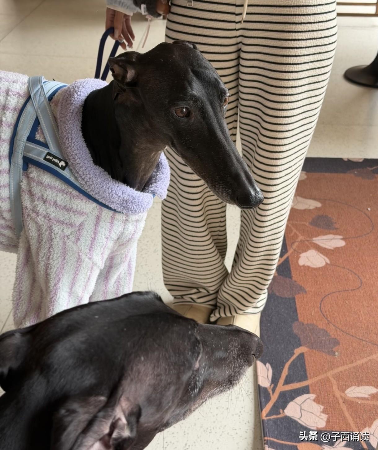 乖乖，这到底是什么品种的狗啊，嘴巴这么长也太夸张了吧！